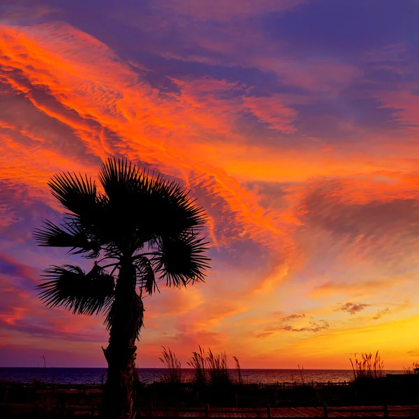 Almeria Cabo de Gata zonsondergang pam bomen Retamar — Stockfoto