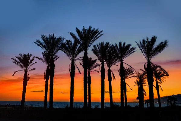 Almeria Cabo de Gata solnedgång pam träd Retamar — Stockfoto