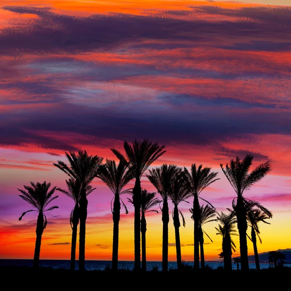 Almeria Cabo de Gata sunset pam trees Retamar — Stock Photo, Image