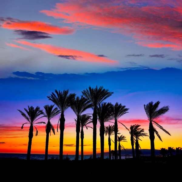 Almeria Cabo de Gata solnedgång pam träd Retamar — Stockfoto