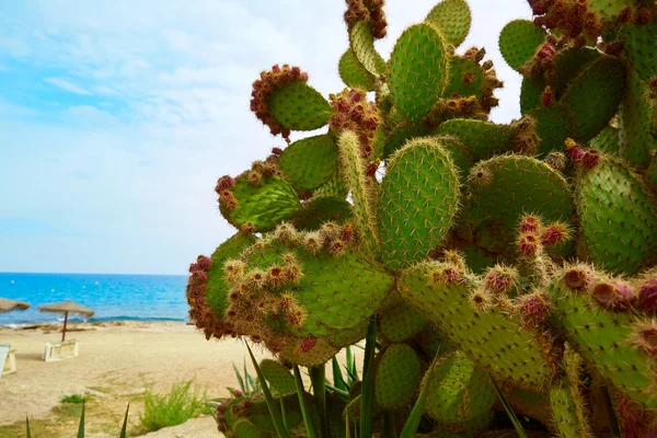 Playa de Almería Mojácar Mar Mediterráneo España —  Fotos de Stock