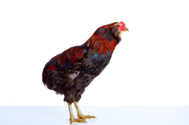 erkek horoz araucana Paskalya egger doğurmak