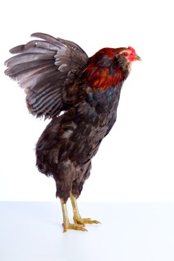 erkek horoz araucana Paskalya egger doğurmak