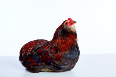 Male Rooster Araucana Easter egger breed clipart