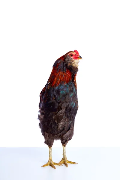 Male Rooster Araucana Easter egger breed — Stock Photo, Image