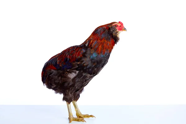 Male Rooster Araucana Easter egger breed — Stock Photo, Image