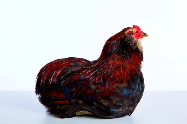 Male Rooster Araucana Easter egger breed — Stock Photo, Image