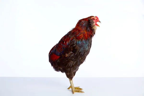 Male Rooster Araucana Easter egger breed — Stock Photo, Image
