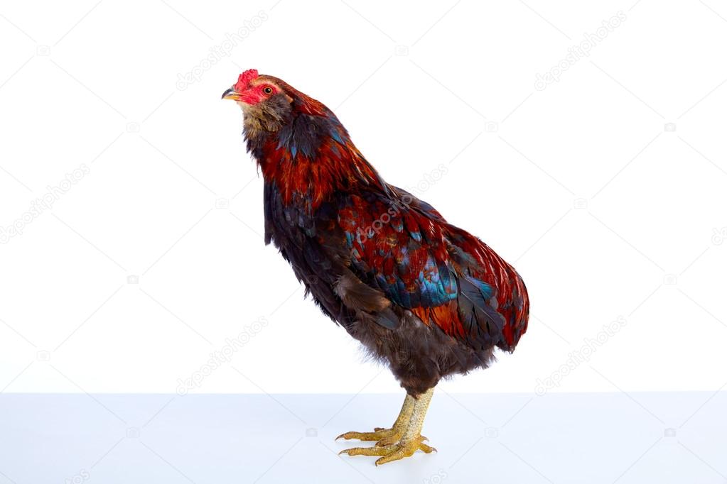Male Rooster Araucana Easter egger breed