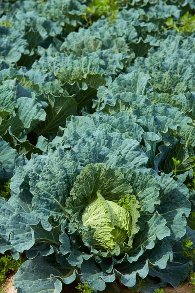 Cabbage field with vegetable detail — Stock Photo, Image