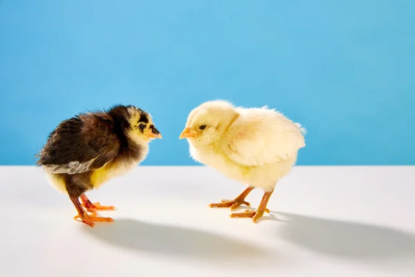 Chicks couple yellow and black on table with blue — стоковое фото