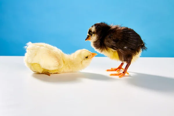 Chicks couple yellow and black on table with blue — стоковое фото