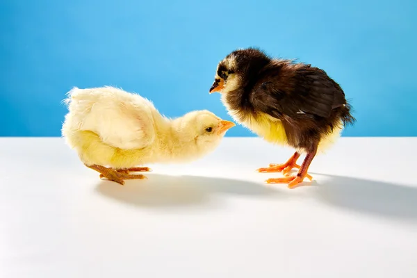 Chicks couple yellow and black on table with blue — Stock Photo, Image