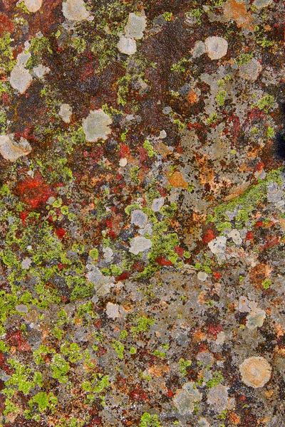 Musgo líquen em pedra calcária textura em Espanha — Fotografia de Stock