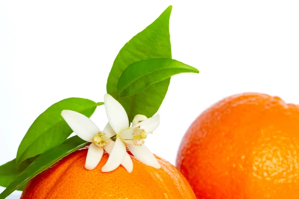 Orangen mit Orangenblüten auf weißem Grund — Stockfoto