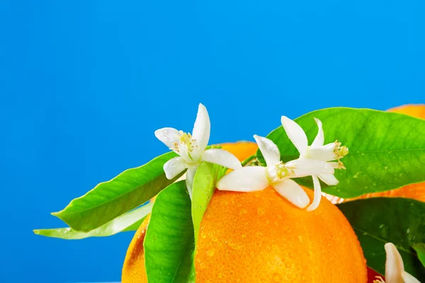 Oranges with orange blossom flowers on blue — Stock Photo, Image