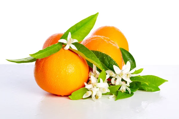 Appelsiner med oransje blomster på hvitt – stockfoto