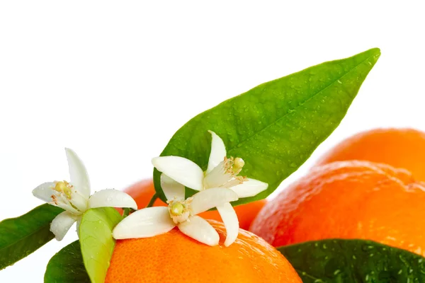 Orangen mit Orangenblüten auf weißem Grund — Stockfoto