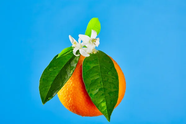 Pomeranče s pomerančový květ, květy modré — Stock fotografie