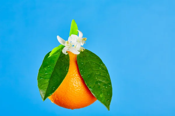 Sinaasappelen met oranjebloesem bloemen op blauw — Stockfoto