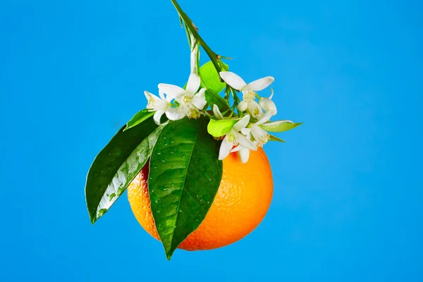 Oranges with orange blossom flowers on blue — Stock Photo, Image