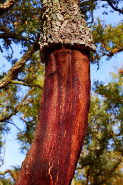 Castellon alcornocal Sierra Espadan mantar ağaçları