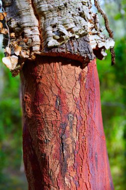 Castellon alcornocal Sierra Espadan mantar ağaçları