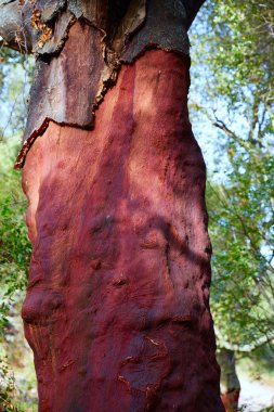 Castellon alcornocal Sierra Espadan mantar ağaçları