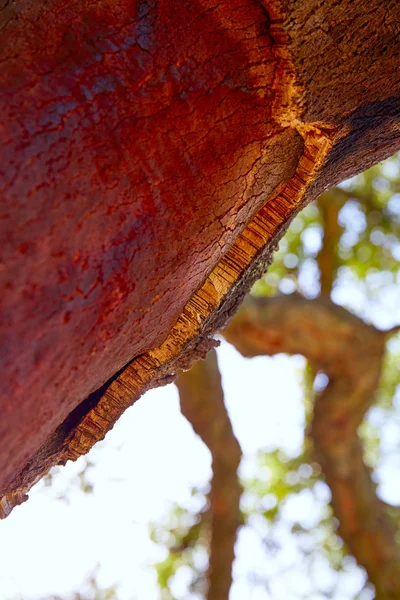 Castellon alcornocal em Serra Espadã cortiças — Fotografia de Stock