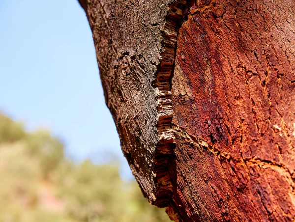 Castellon alcornocal em Serra Espadã cortiças — Fotografia de Stock