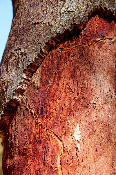 シエラ Espadan コルク木のカステリョン alcornocal — ストック写真