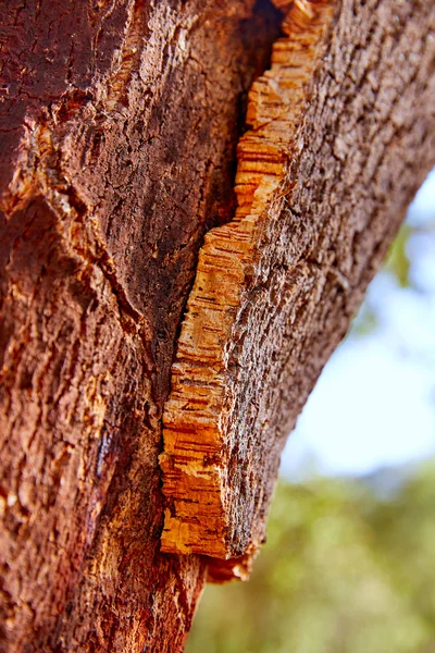 Castellon alcornocal v Sierra Espadan cork stromy — Stock fotografie