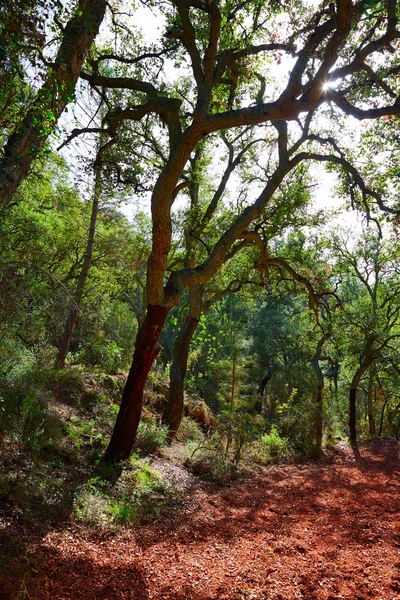 Castellon alcornocal v Sierra Espadan cork stromy — Stock fotografie