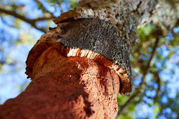 Castellon alcornocal in Sierra Espadan cork trees — Stock Photo, Image