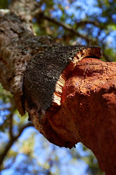 Castellon alcornocal Sierra Espadan mantar ağaçları — Stok fotoğraf