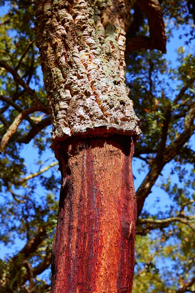 Castellon Alcornocal in Sierra Espadan sugheri — Foto Stock