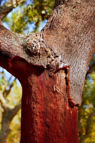 卡斯特利翁 alcornocal 在塞拉利昂埃斯帕丹软木树 — 图库照片