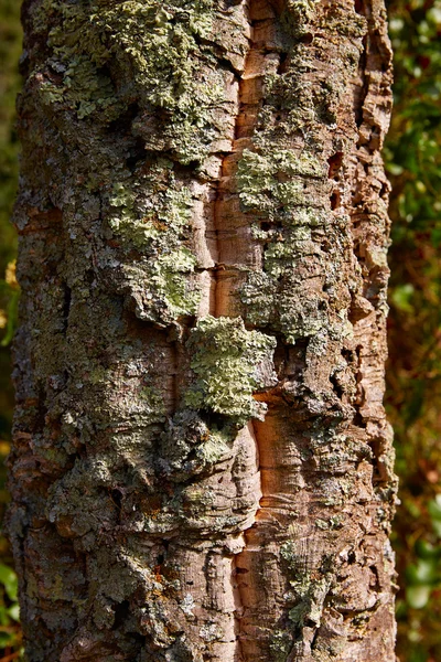 Castellon alcornocal v Sierra Espadan cork stromy — Stock fotografie
