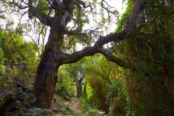 Alcornocal Castellon w Sierra Espadan cork drzewa — Zdjęcie stockowe