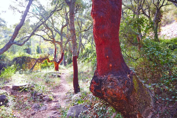 Castellon alcornocal στην Sierra Espadan δέντρα φελλού — Φωτογραφία Αρχείου