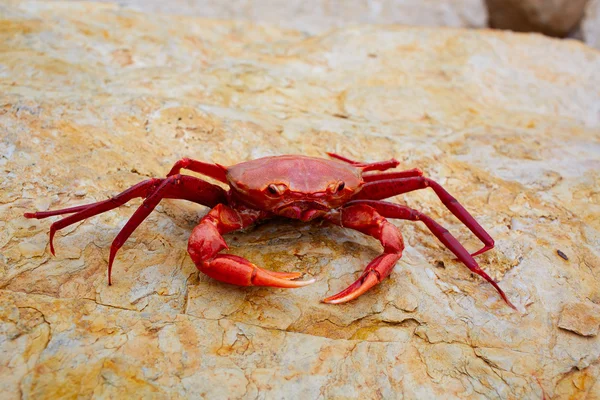 Geryon longipes ist eine mediterrane rote Krabbe — Stockfoto