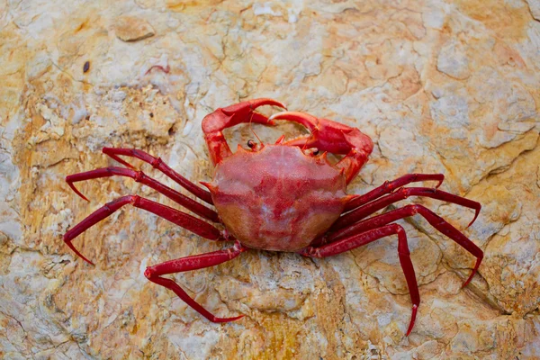 Geryon longipes ist eine mediterrane rote Krabbe — Stockfoto