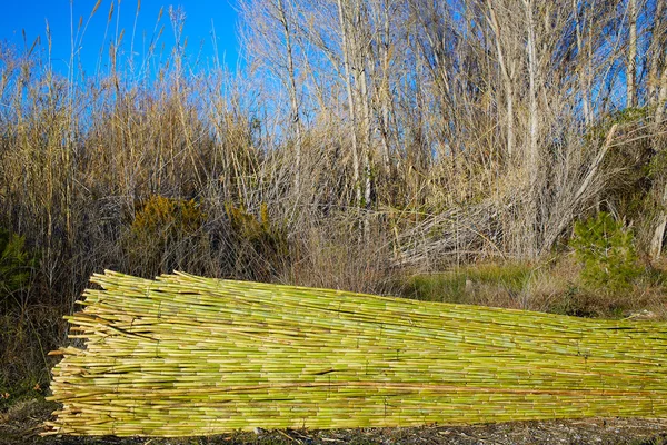 Rivière vert canne récolte texture motif fond — Photo