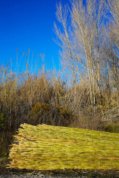 Rio verde cana colheita textura padrão fundo — Fotografia de Stock