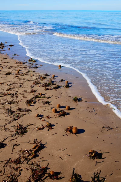 Mediterraner posidonia-strand in alicante denia in spanien — Stockfoto