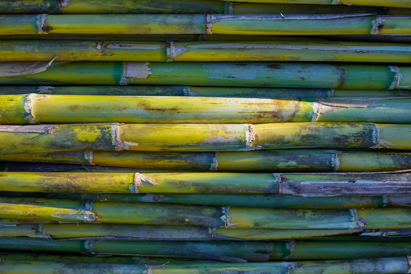Fiume verde canna raccolto texture modello sfondo — Foto Stock