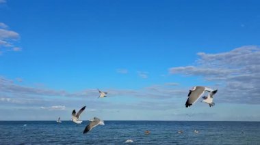Açık ufku, mavi gökyüzü ve bulutları, dinamik yaban hayatı sahnesi ile tropikal denizin üzerinde uçan aktif martılar.