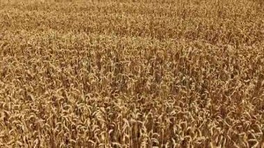 İnsansız hava aracı görüşünde altın dikenli buğday tarlası