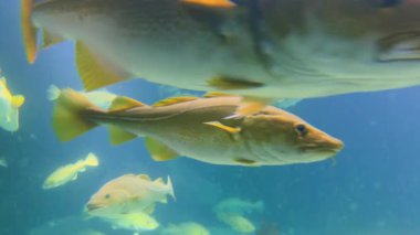 Norveç yakınlarındaki berrak mavi sularda Atlantik morina, Kuzey Atlantik okyanus ekosisteminde ikonik soğuk su balık türleri