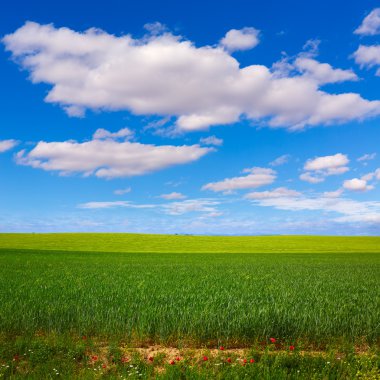 Yol Saint James Castilla Leon tahıl alanları